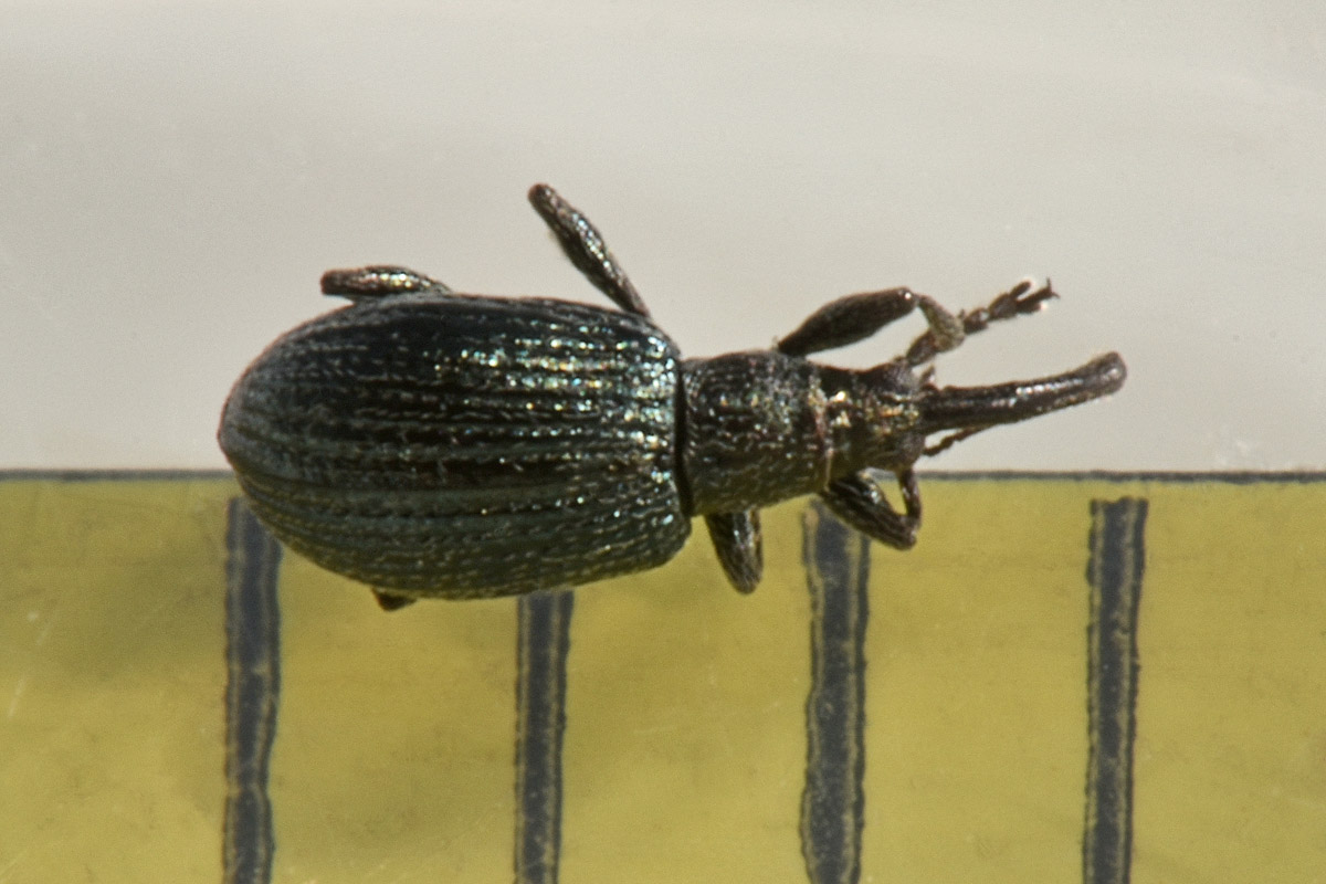 Apionidae:  Ischnopterapion virens